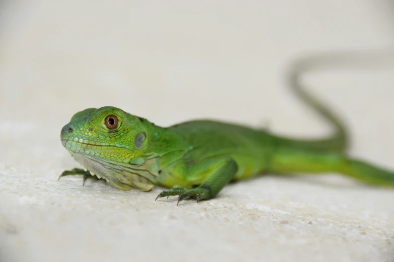 a green lizard laying on top of a white tile