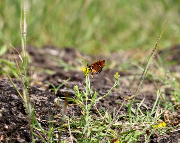 a small erfly is standing in the middle of a grassy area