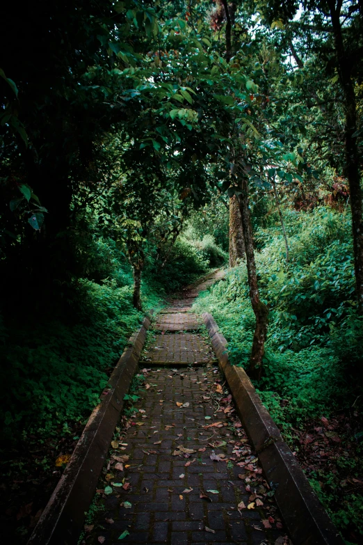 a path that is surrounded by many trees