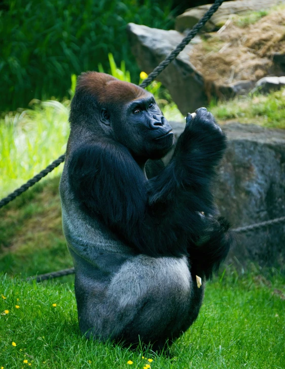 a gorilla is sitting in the grass next to the rope