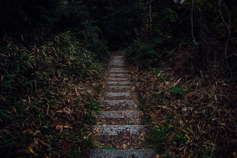 an image of an old road leading through the woods