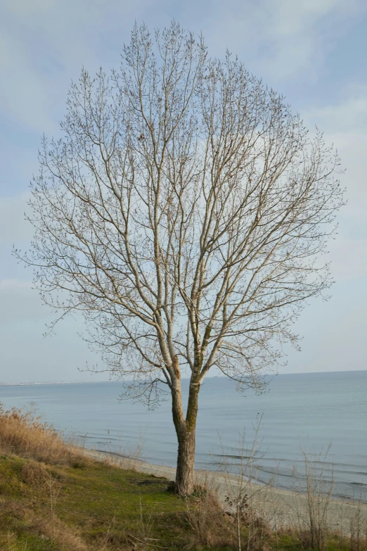 an old lonely tree by the water's edge