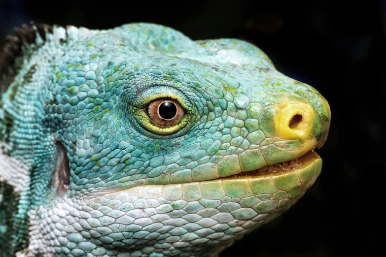 a close up po of a large, green gecko