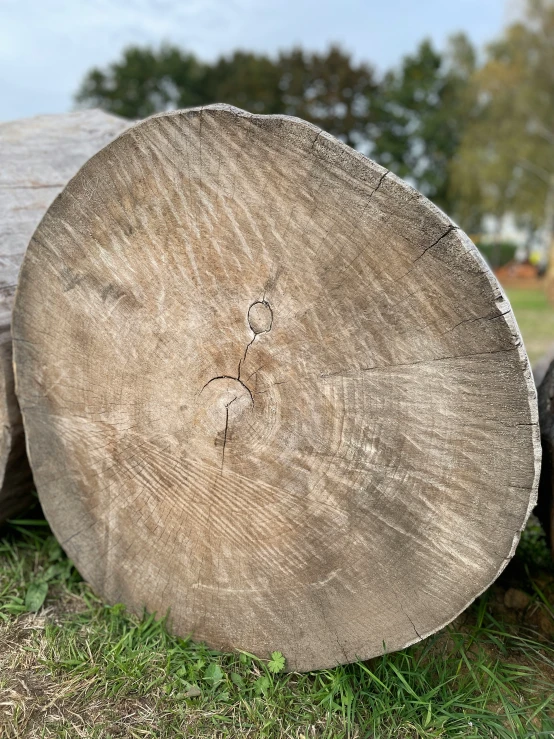 two large, chopped trees sit in the grass