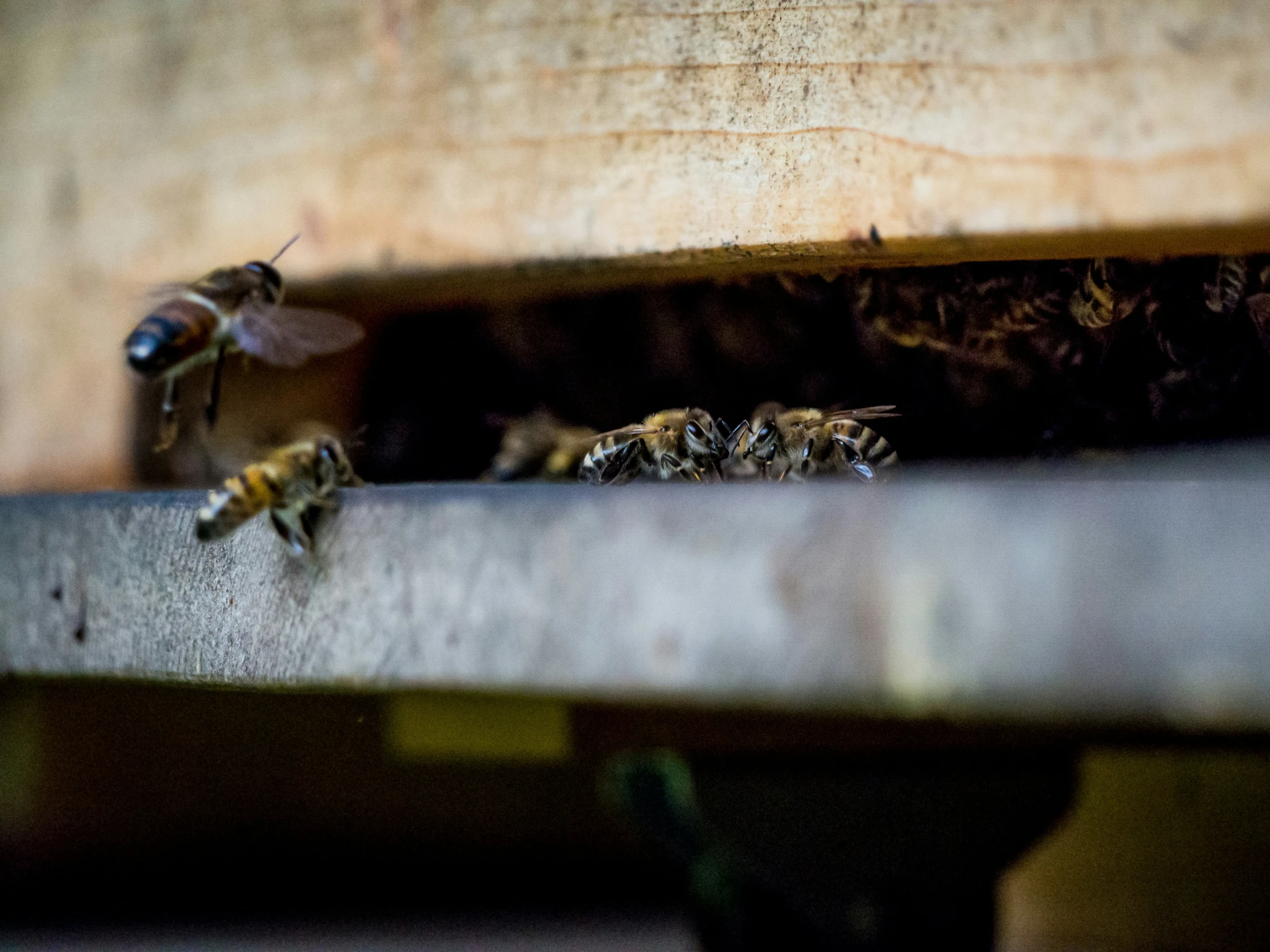 a few bees on a wooden surface with it's wings spread