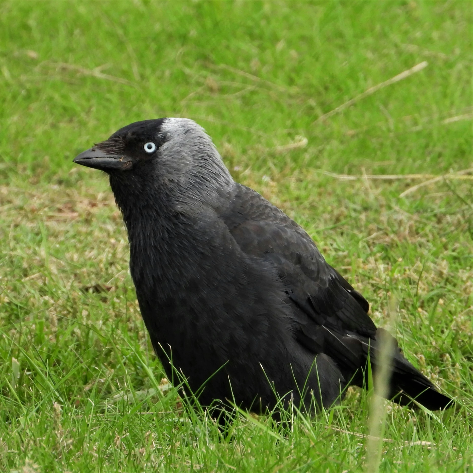 a black bird sitting on the ground looking upward