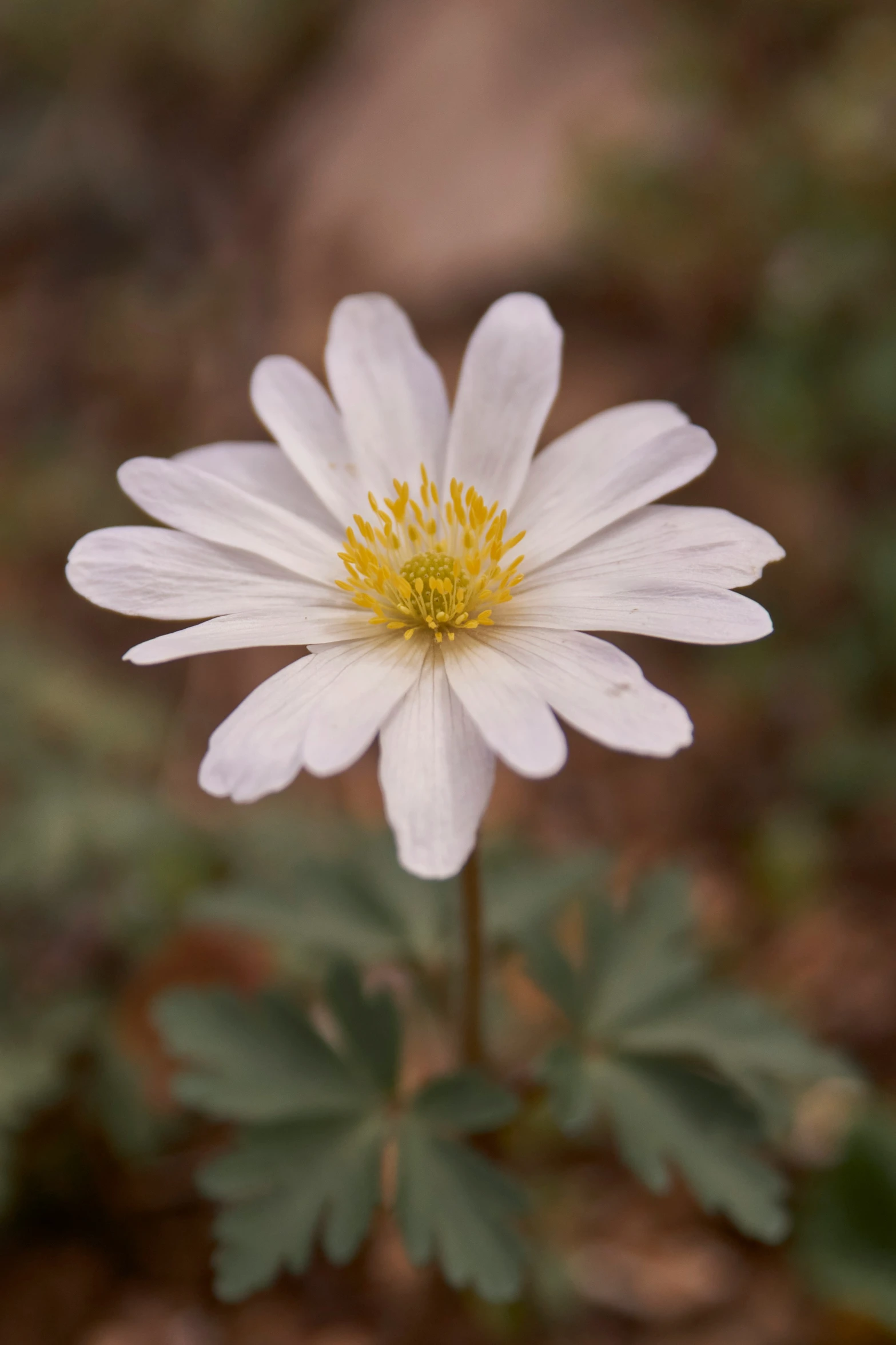 white flowers with yellow center blooming in the foreground