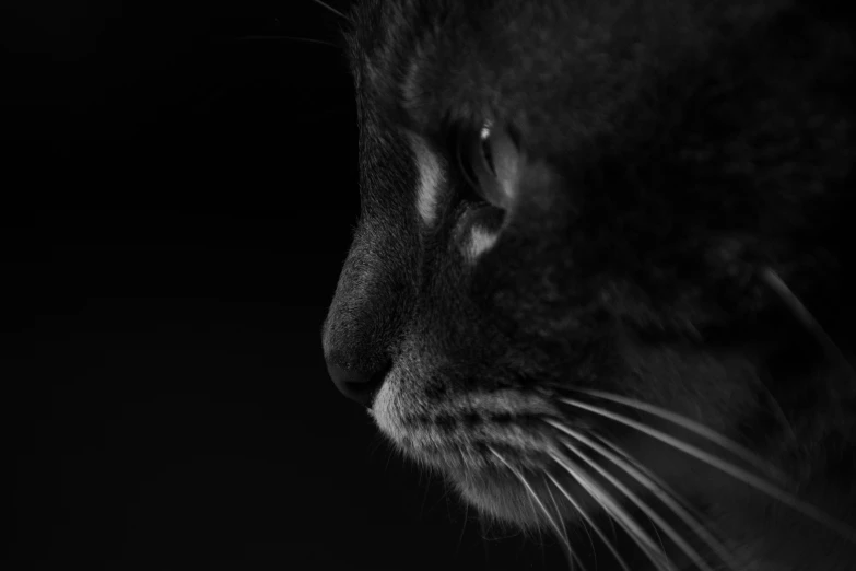 a black and white po of a cat's face
