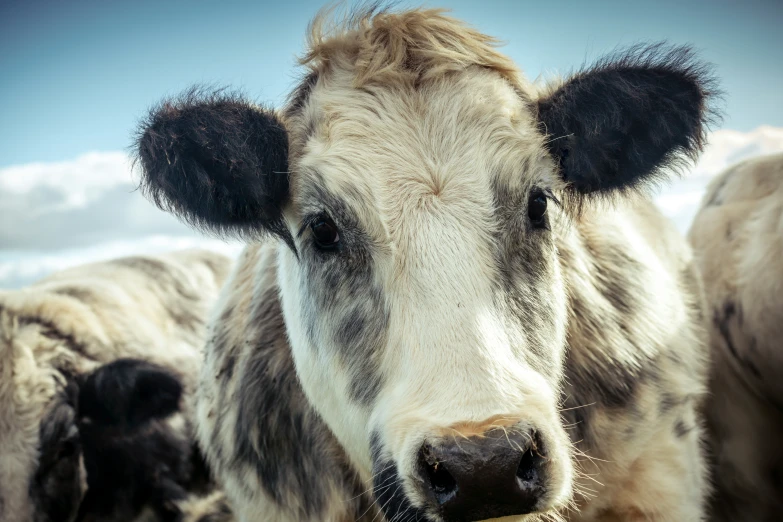 some cows are shown standing close to the camera