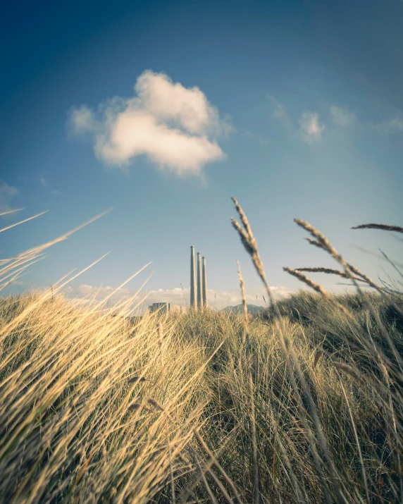 some tall grasses in front of a blue sky