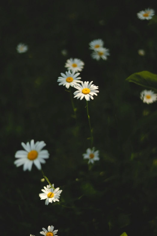 daisies blowing in the wind near a forest