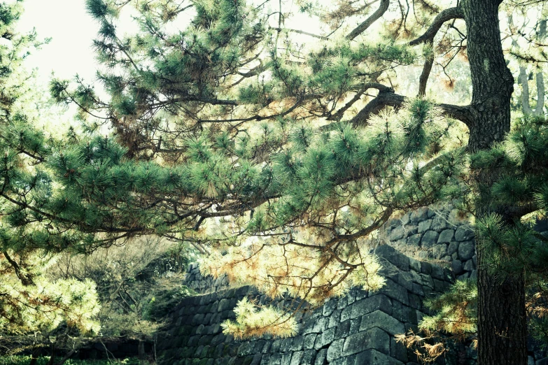 a large tree sits near a rock wall