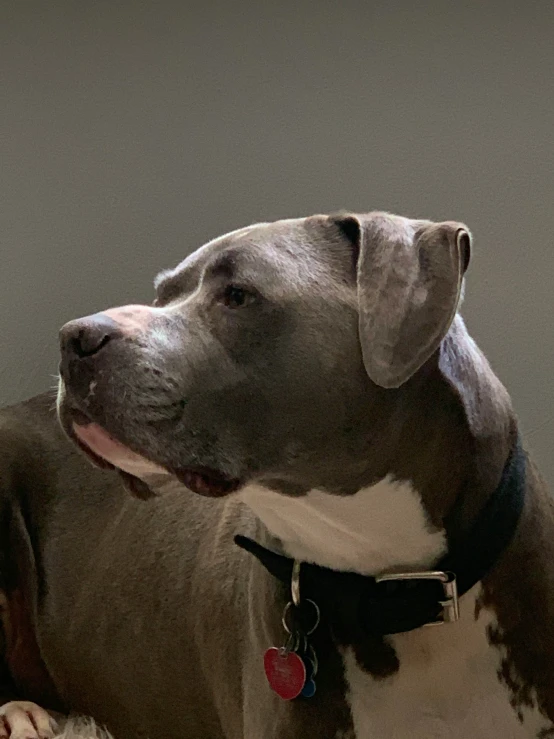 a gray and white dog laying on the floor with his head close to his paws