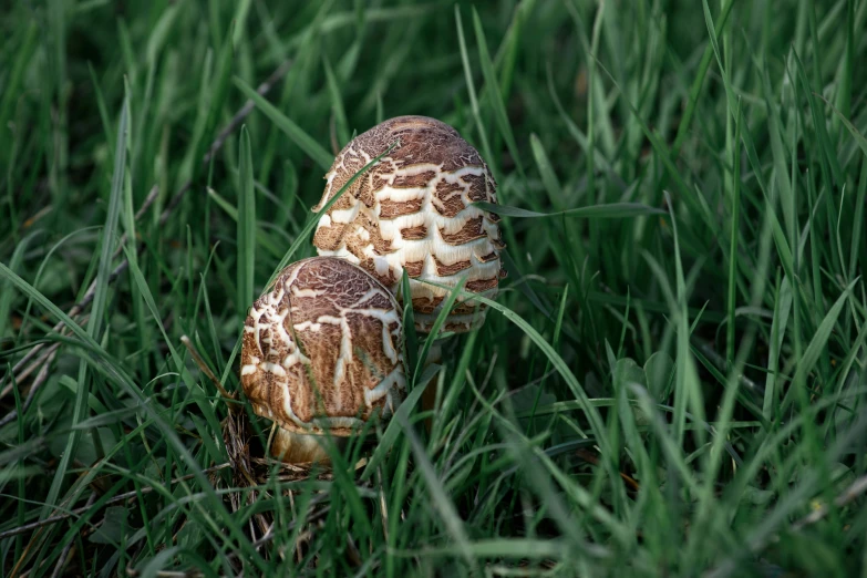 two mushrooms that are in some tall grass