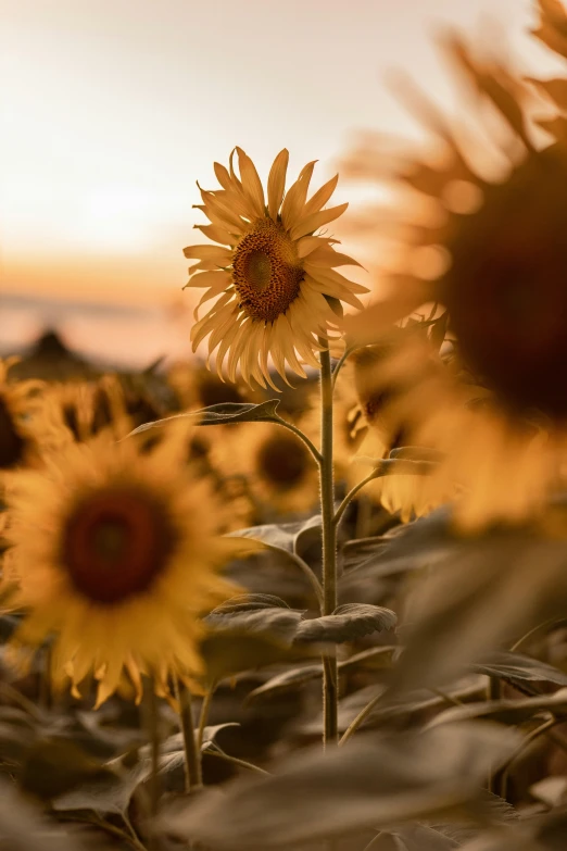 a bunch of sunflowers that are outside