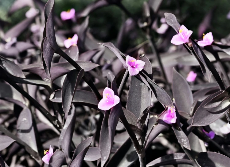 some pink flowers are blooming among a green field