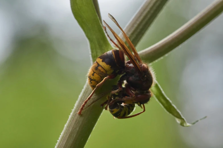 two bees are sitting on some small green flowers