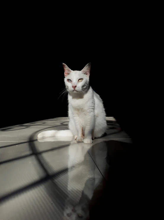 a white cat sitting on the floor with a bright spot