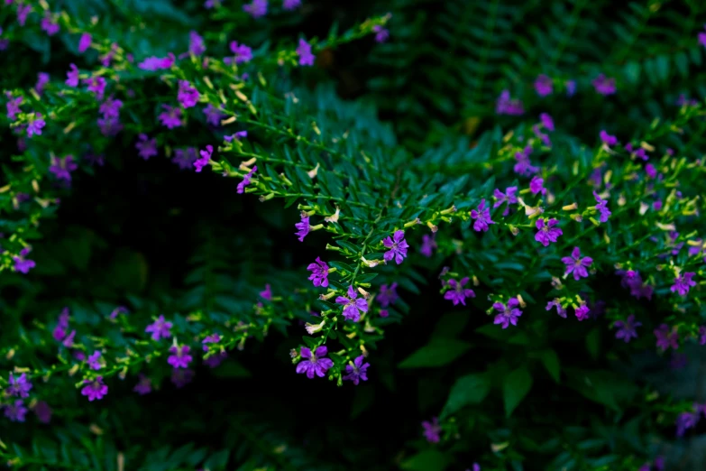 the purple flowers in the middle of the plant are all blooming