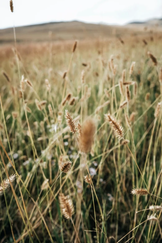 this is an image of plants in the field