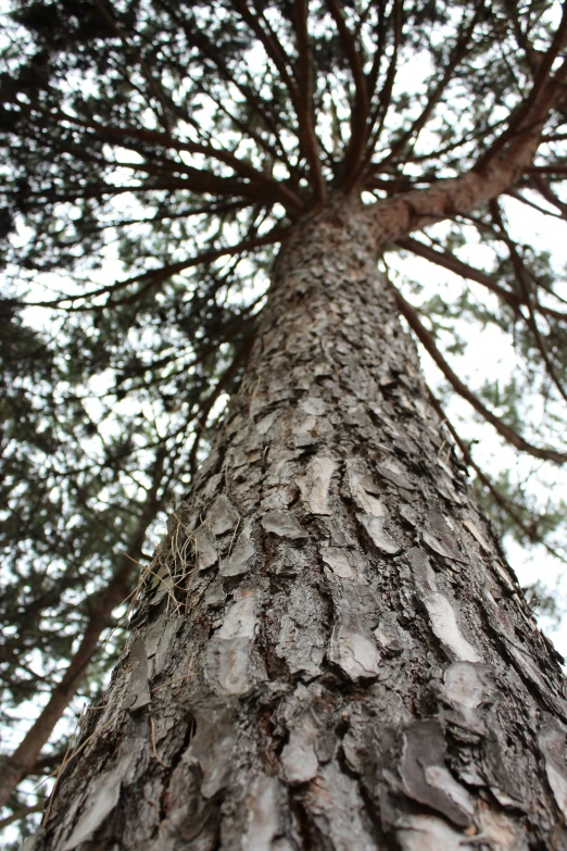 a tall pine tree standing tall up high in the air