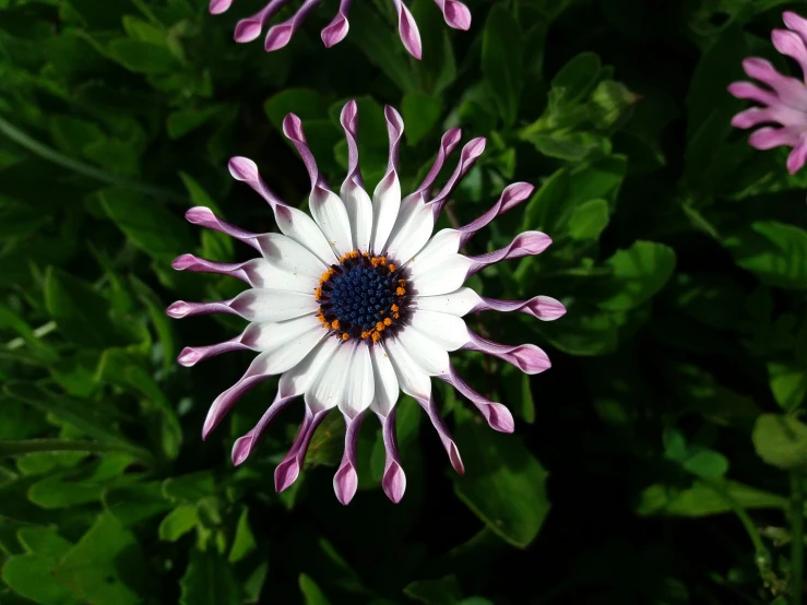 a purple and white flower surrounded by green leaves