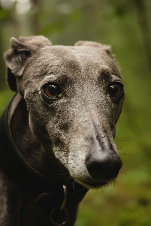 a close up view of a small gray dog