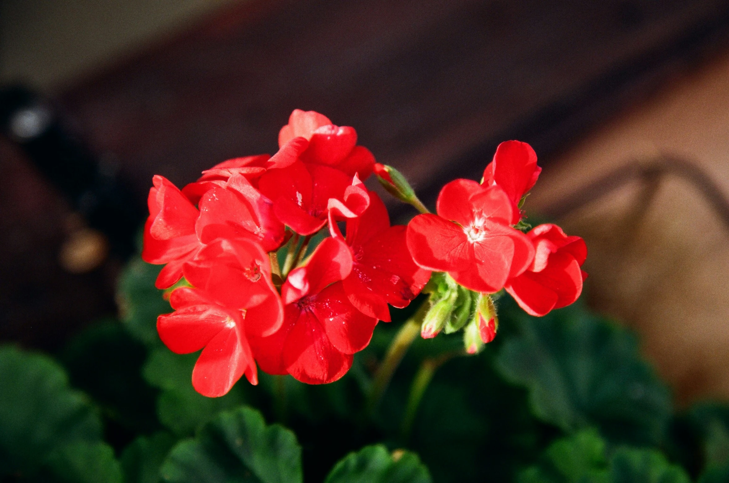 a close up of a red flower near green leaves