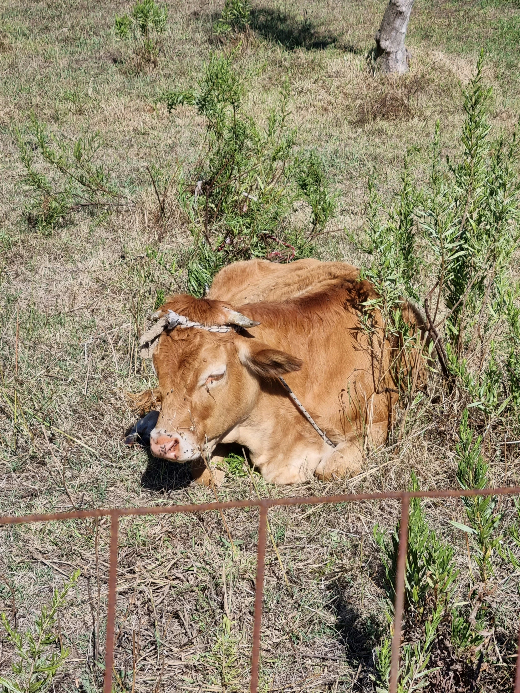 brown cow sitting in tall grass near a fence