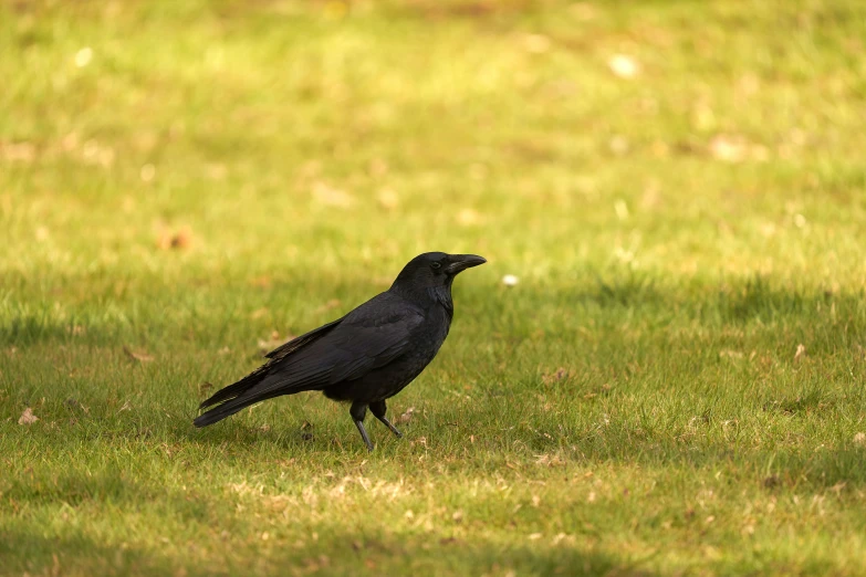 a black bird standing in grass on top of a hill