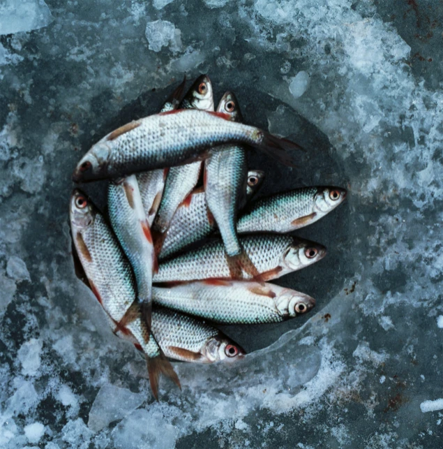 a group of fish is lying in the ice