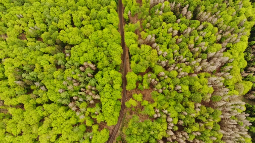 a large area with many trees in the background