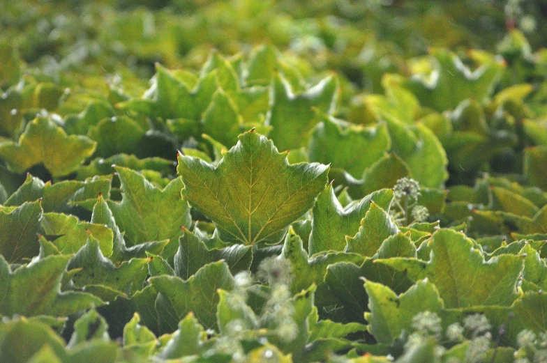 a green plant covered in frost sits in the middle of the forest