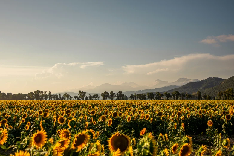 the sunflowers are blooming on a cloudy day