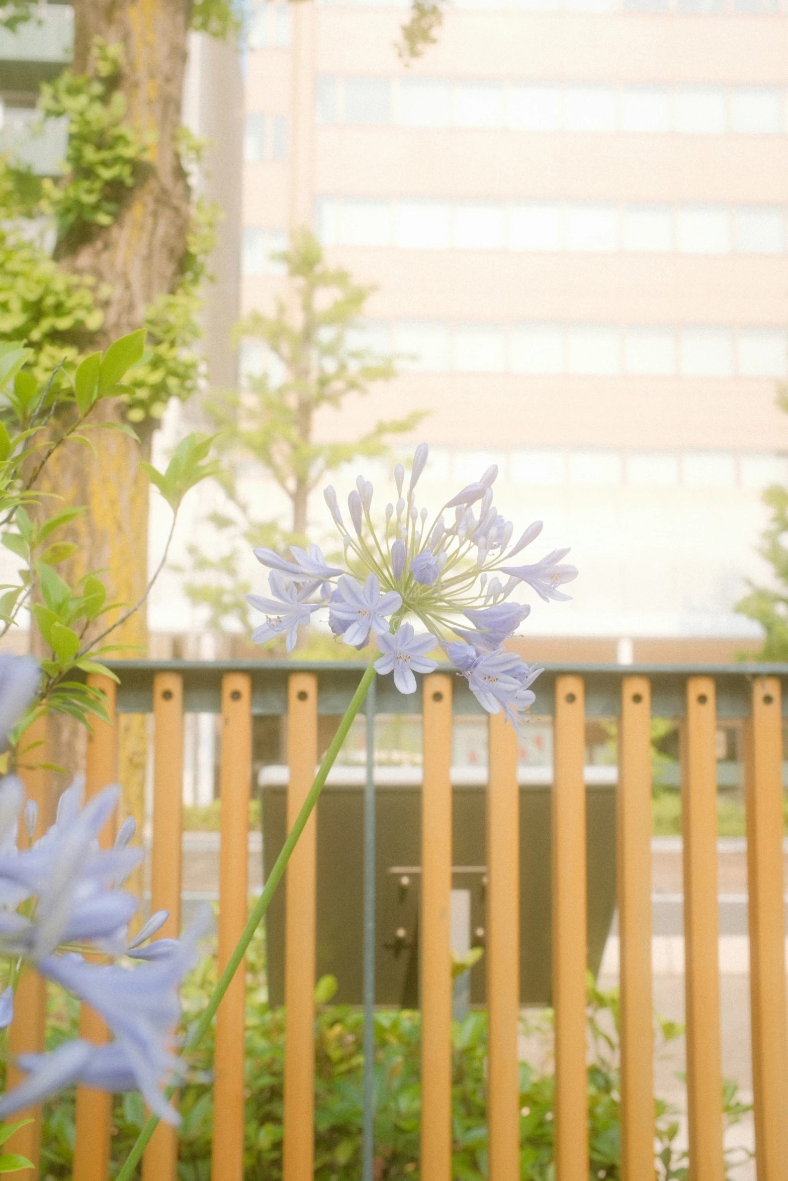 some blue flowers by a fence and some buildings