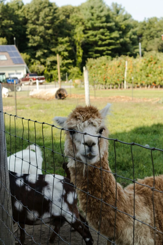 two alpacas on the farm behind a fence