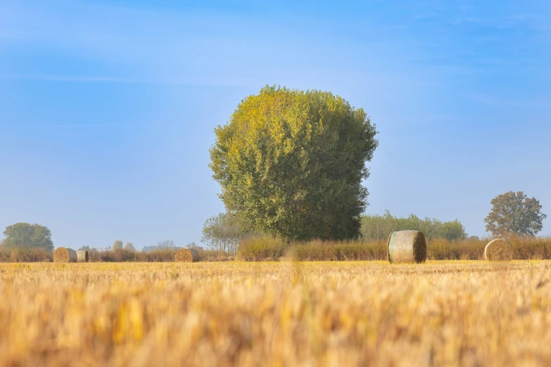 a tree and two bales in a big field