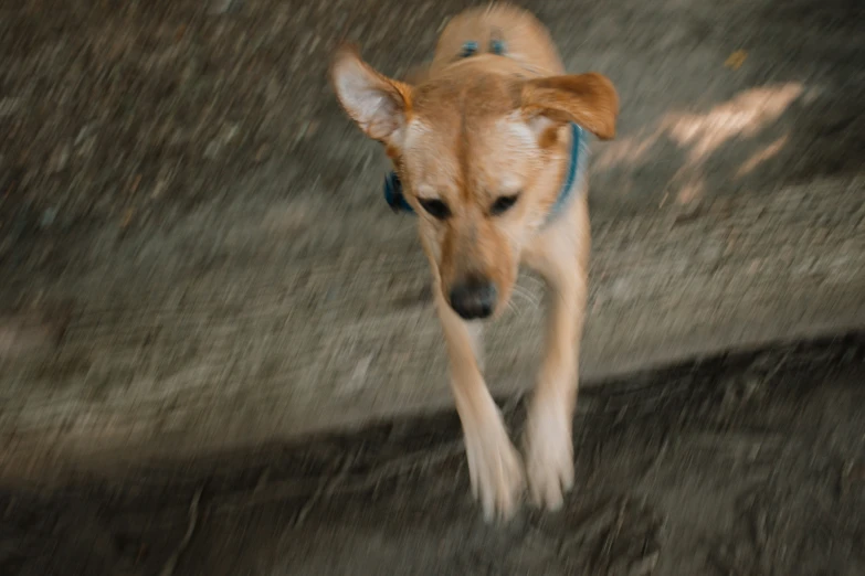 a little dog is running and smiling outside