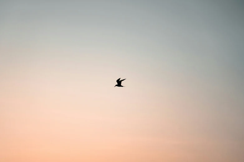 a lone bird flying through the sky at sunset