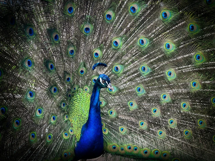 the blue bird is standing in front of its mirror