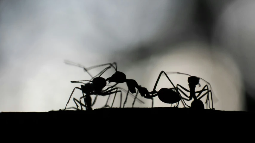 an ant - like insect is shown in black and white