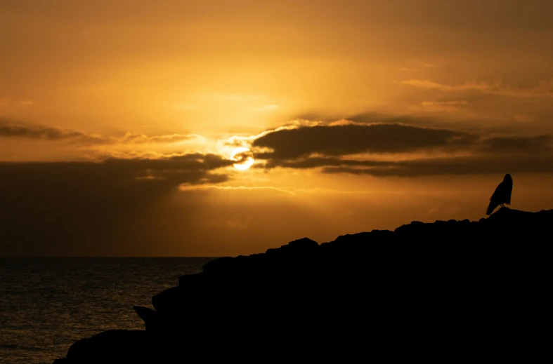 a lone bird on a rock in the distance near the ocean