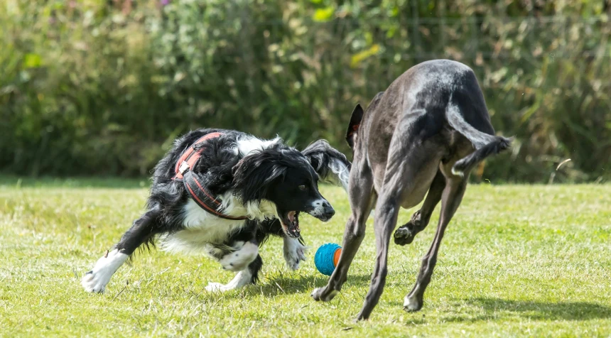 a black and white dog chasing a green frisbee
