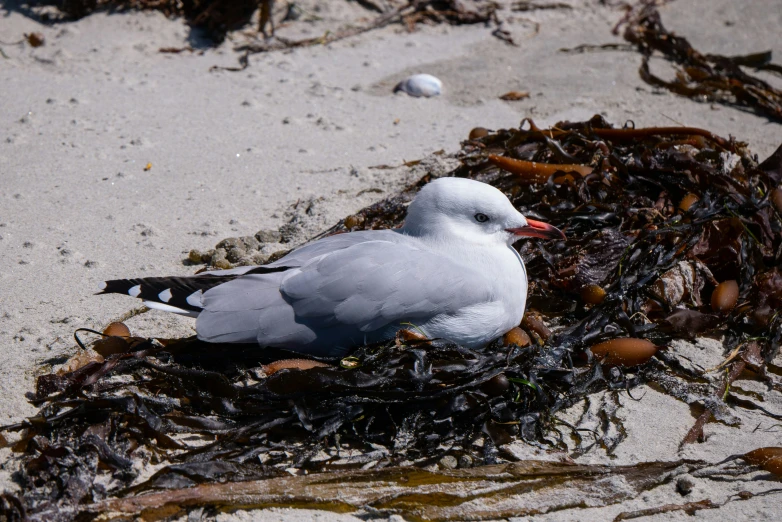 a bird standing in the sand on top of an oceanweed nest