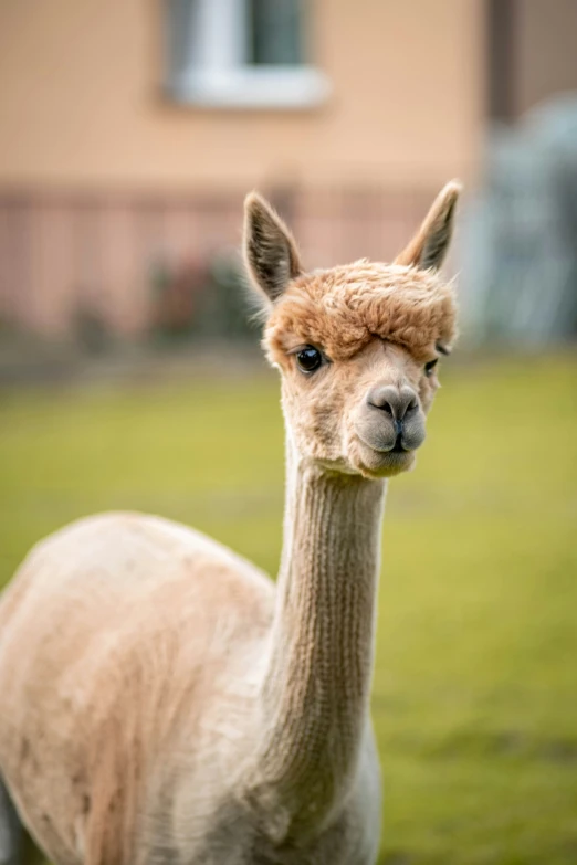 a llama is in a field staring at the camera