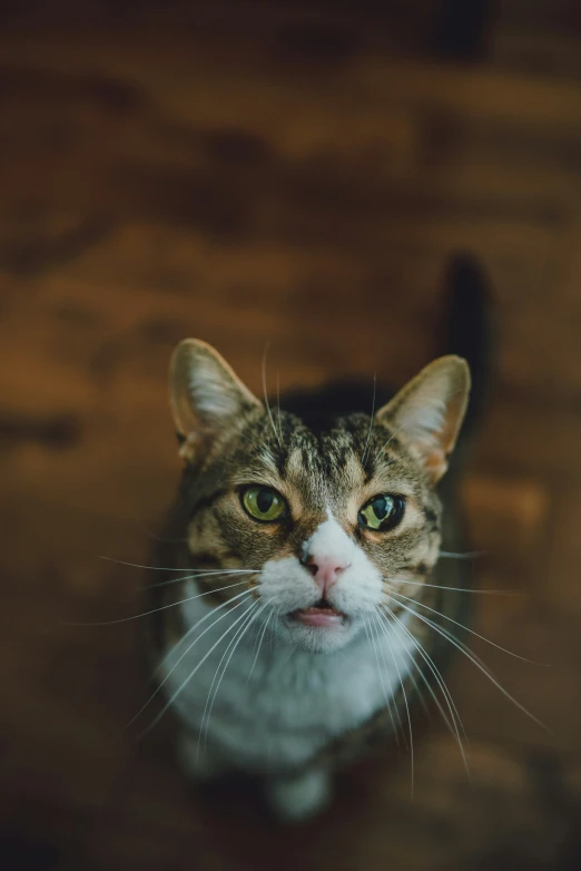 a cat is looking up from the ground