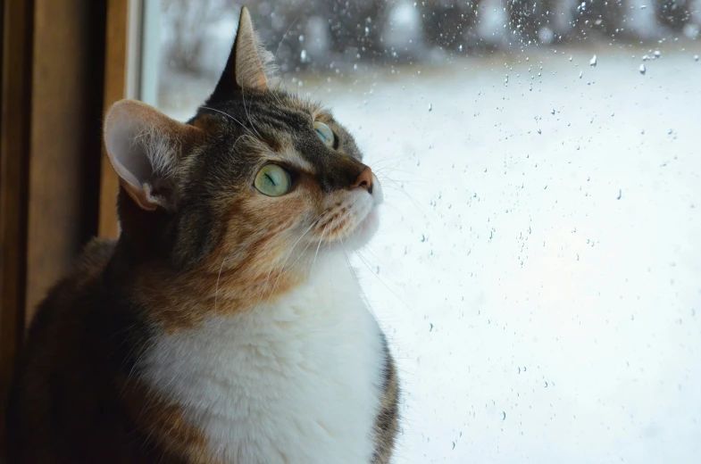 a cat looks out the window at some snow
