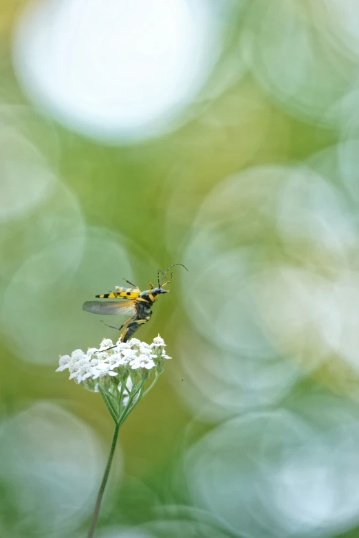 a couple of flies flying in front of some white flowers