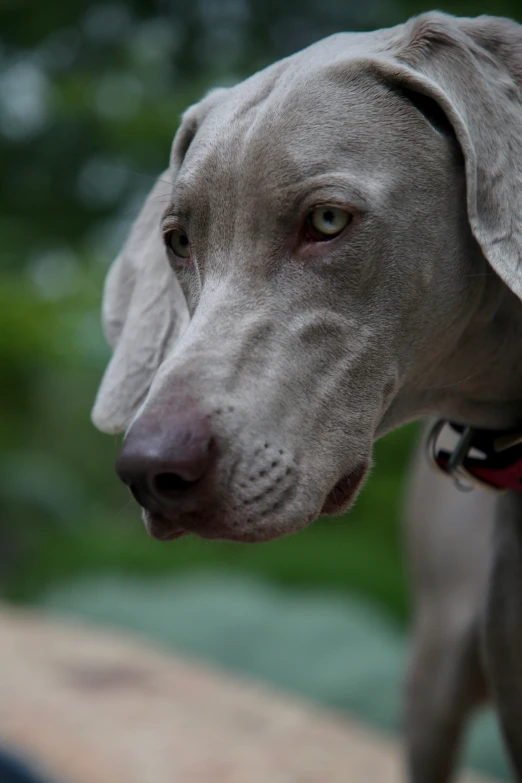 a close up of a dog with a red collar