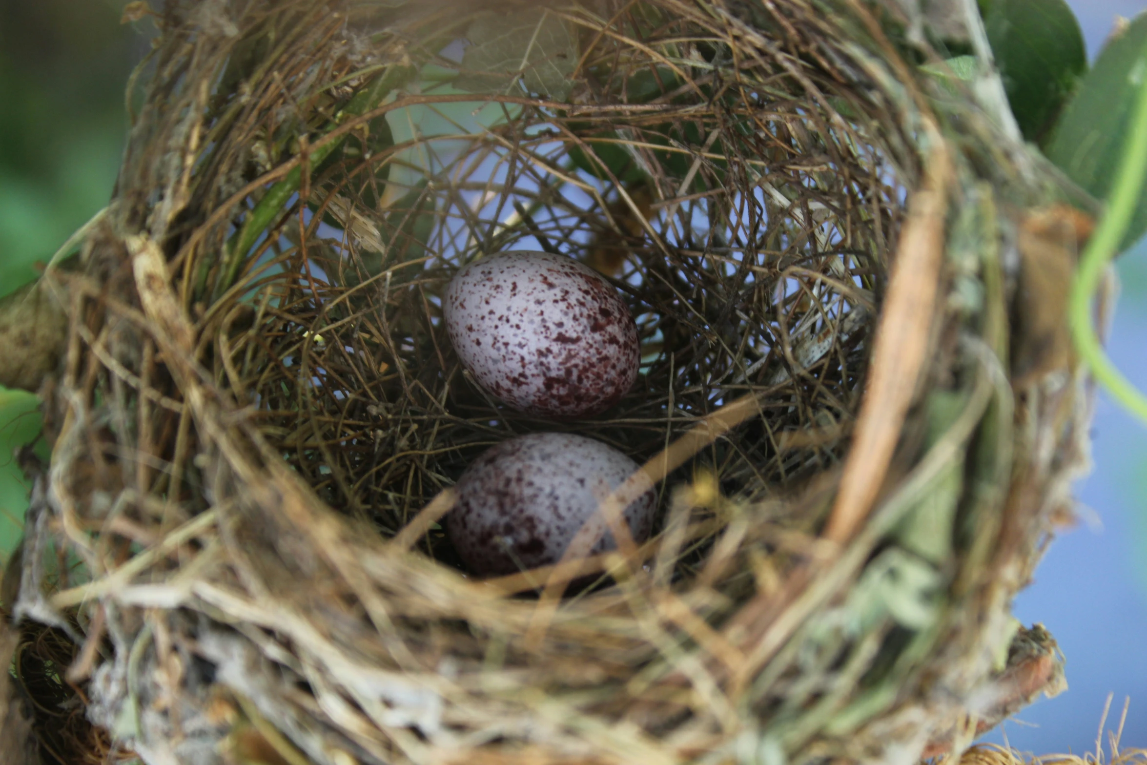 there are two eggs that are inside the nest